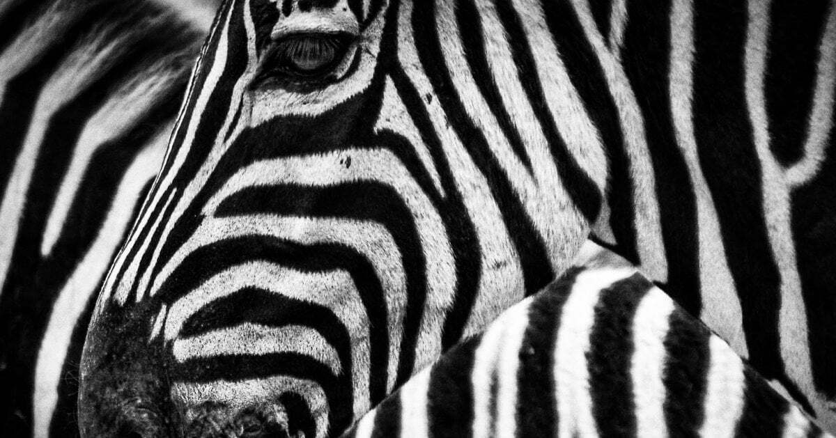 Zebras unite Amsterdam